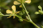 Early St. Johnswort